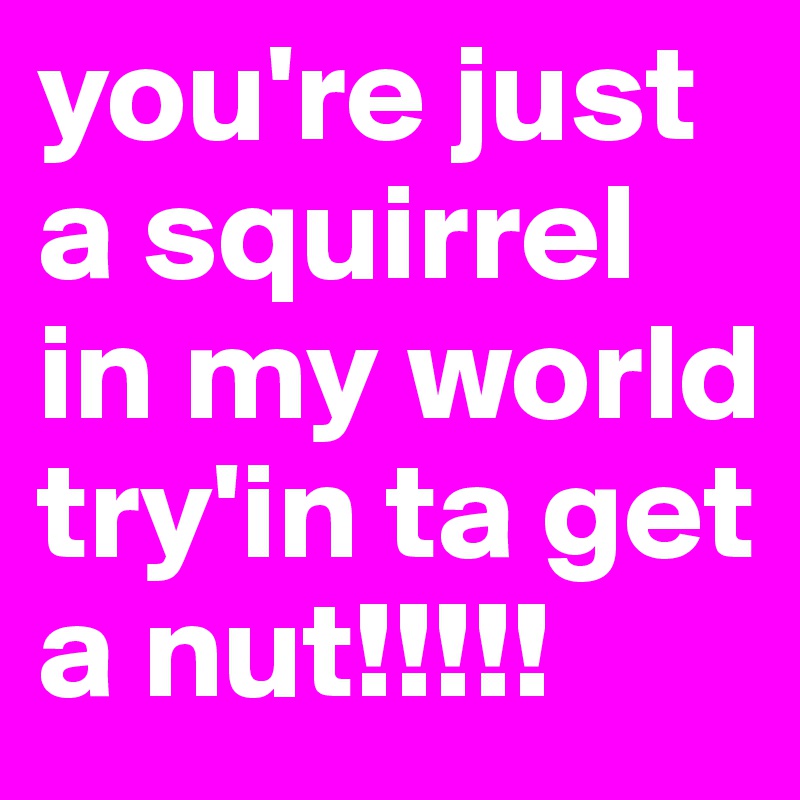 you're just a squirrel in my world try'in ta get a nut!!!!!