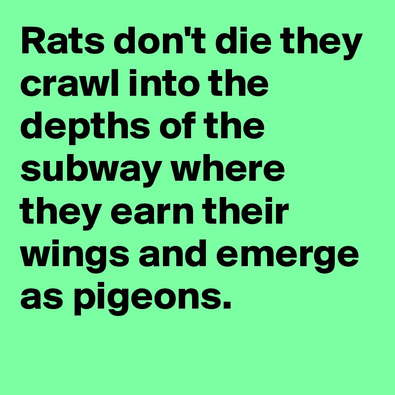 Rats don't die they crawl into the depths of the subway where they earn their wings and emerge as pigeons.