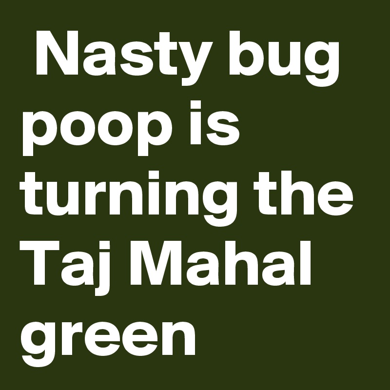  Nasty bug poop is turning the Taj Mahal green