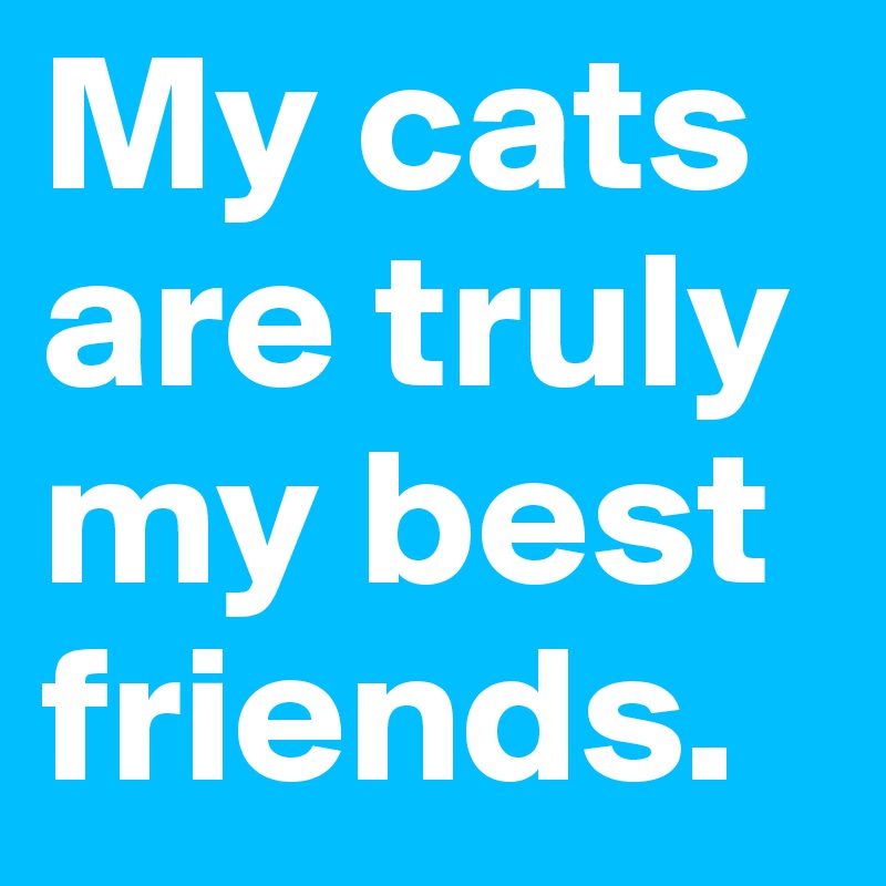 My cats are truly my best friends.