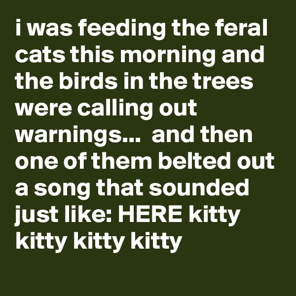 i was feeding the feral cats this morning and the birds in the trees were calling out warnings...  and then one of them belted out a song that sounded just like: HERE kitty kitty kitty kitty