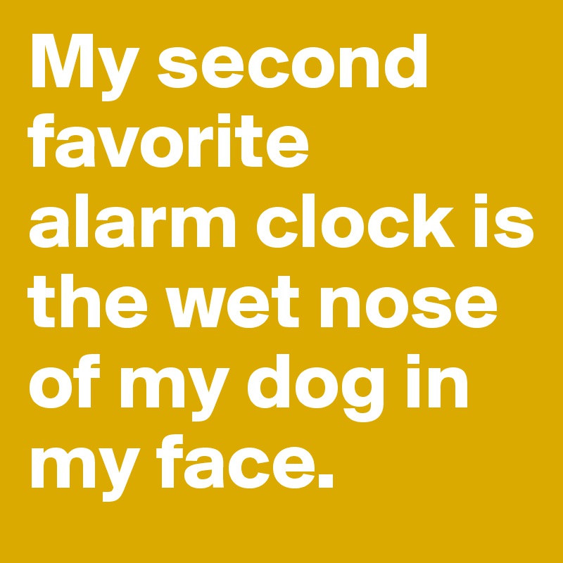 My second favorite alarm clock is the wet nose of my dog in my face.