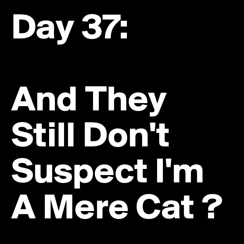 Day 37:

And They Still Don't Suspect I'm A Mere Cat ?