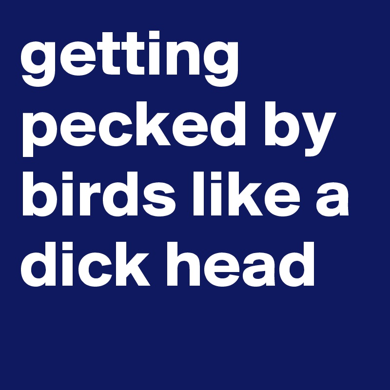 getting pecked by birds like a dick head