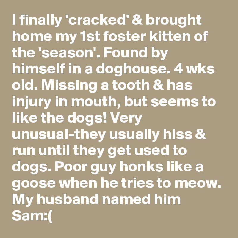 I finally 'cracked' & brought home my 1st foster kitten of the 'season'. Found by himself in a doghouse. 4 wks old. Missing a tooth & has injury in mouth, but seems to like the dogs! Very unusual-they usually hiss & run until they get used to dogs. Poor guy honks like a goose when he tries to meow. My husband named him Sam:(