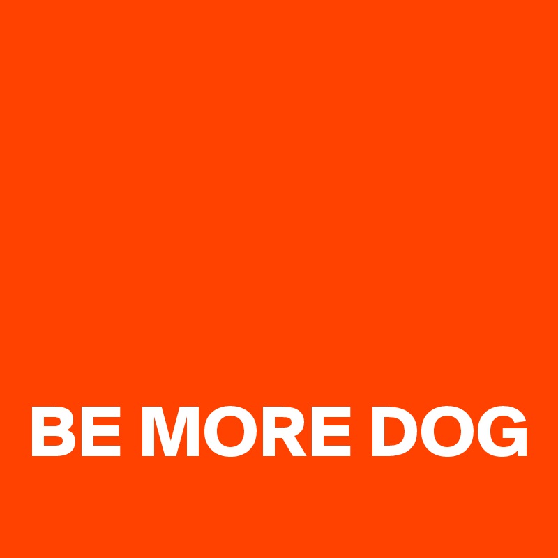 




BE MORE DOG