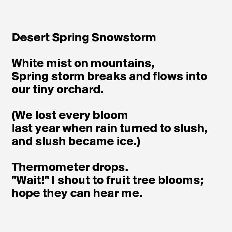 Desert Spring Snowstorm

White mist on mountains,
Spring storm breaks and flows into
our tiny orchard.

(We lost every bloom
last year when rain turned to slush,
and slush became ice.)

Thermometer drops.
"Wait!" I shout to fruit tree blooms;
hope they can hear me.

