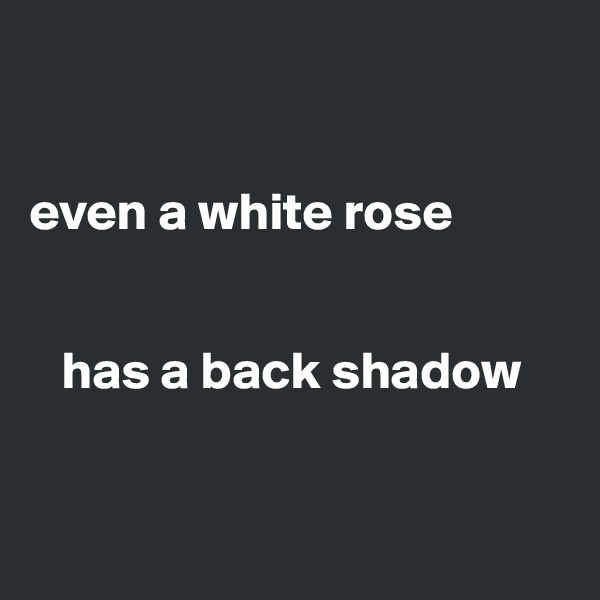 


even a white rose


   has a back shadow 


