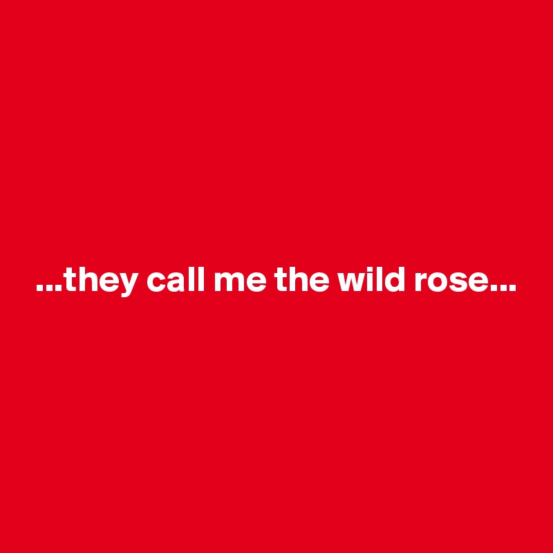 





 ...they call me the wild rose...




