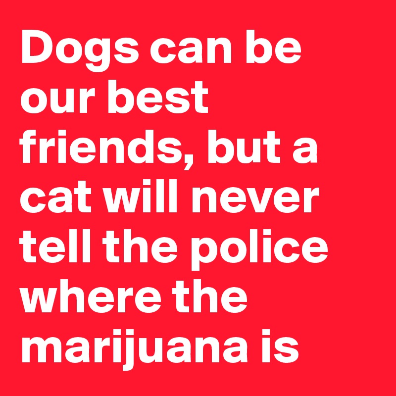 Dogs can be our best friends, but a cat will never tell the police where the marijuana is