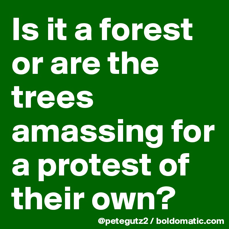 Is it a forest or are the trees amassing for a protest of their own?