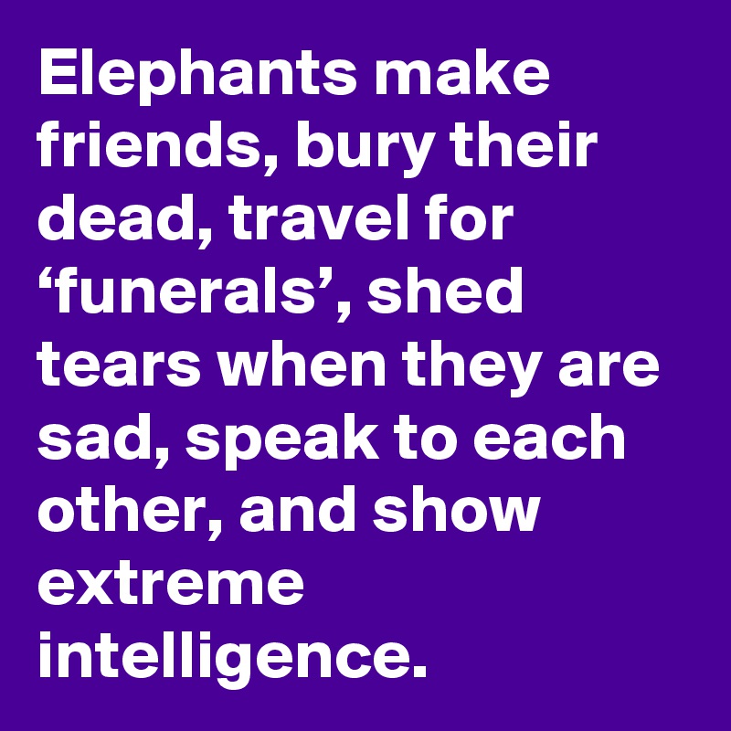 Elephants make friends, bury their dead, travel for ‘funerals’, shed tears when they are sad, speak to each other, and show extreme intelligence.