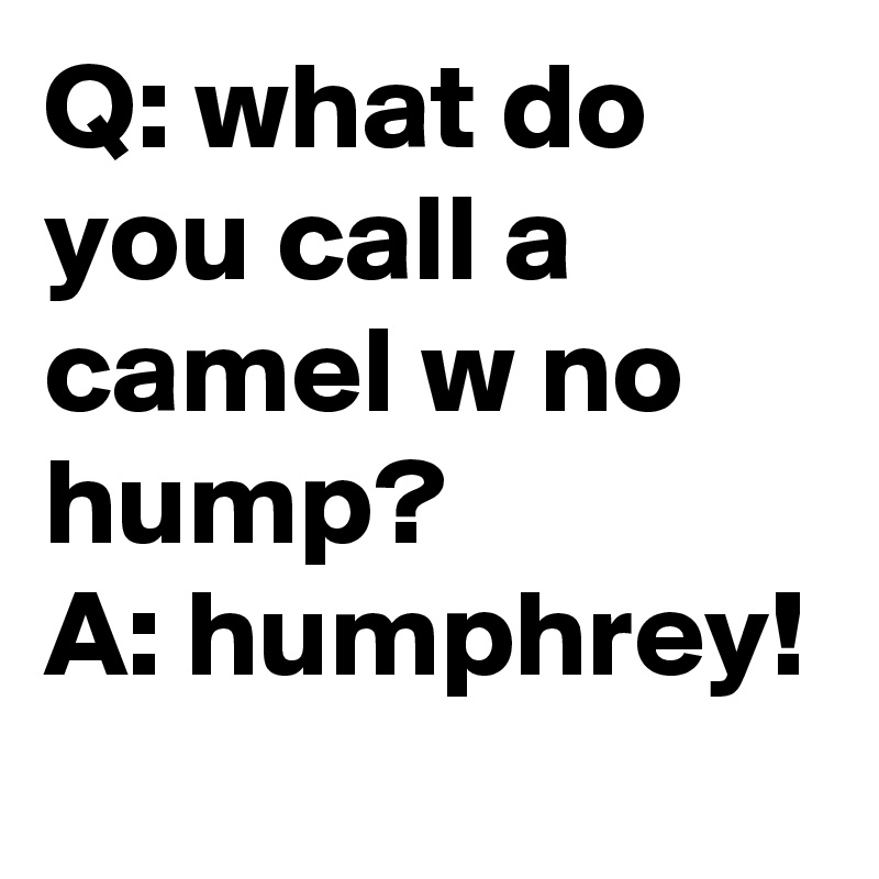 q-what-do-you-call-a-camel-w-no-hump-a-humphrey-post-by-siouxz-on