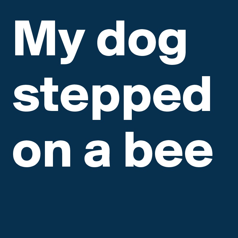 My dog stepped on a bee