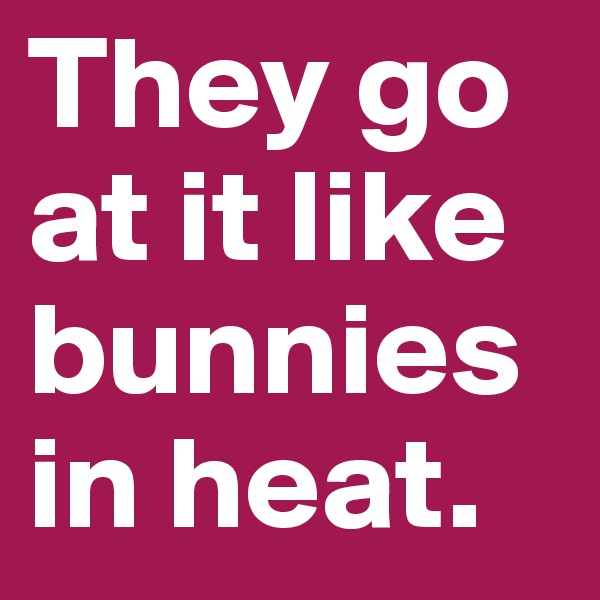 They go at it like bunnies in heat. 