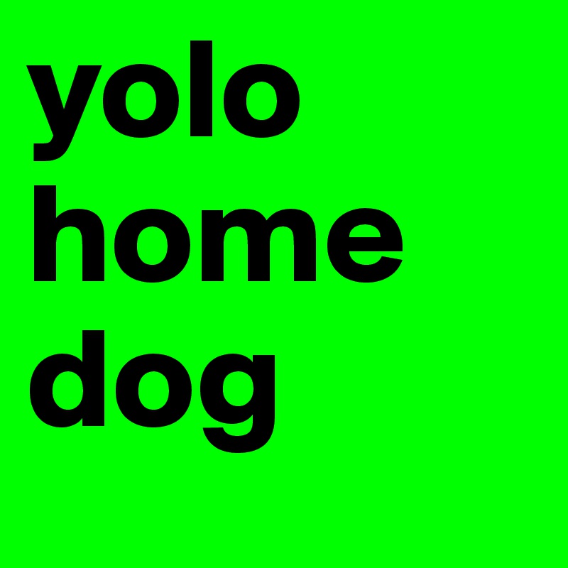 yolo home dog 