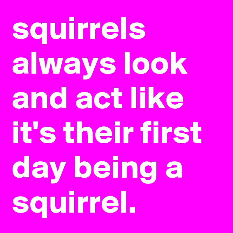 squirrels always look and act like it's their first day being a squirrel.