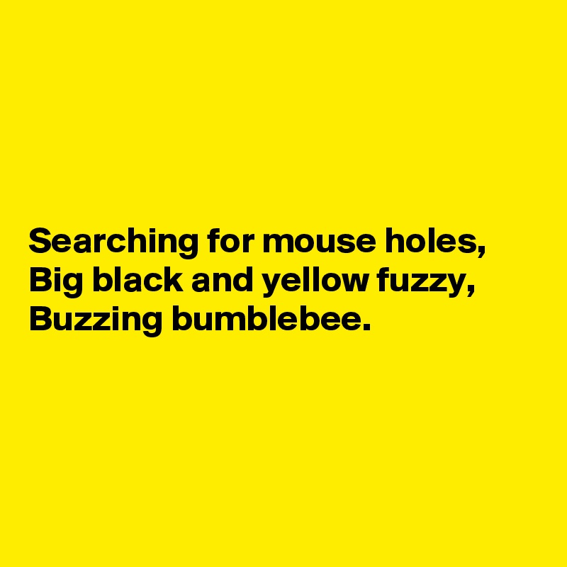 




Searching for mouse holes,
Big black and yellow fuzzy,
Buzzing bumblebee.




