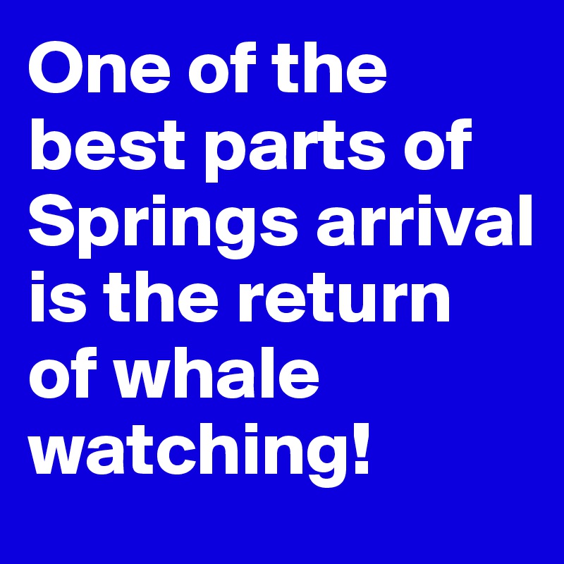 One of the best parts of Springs arrival is the return of whale watching!
