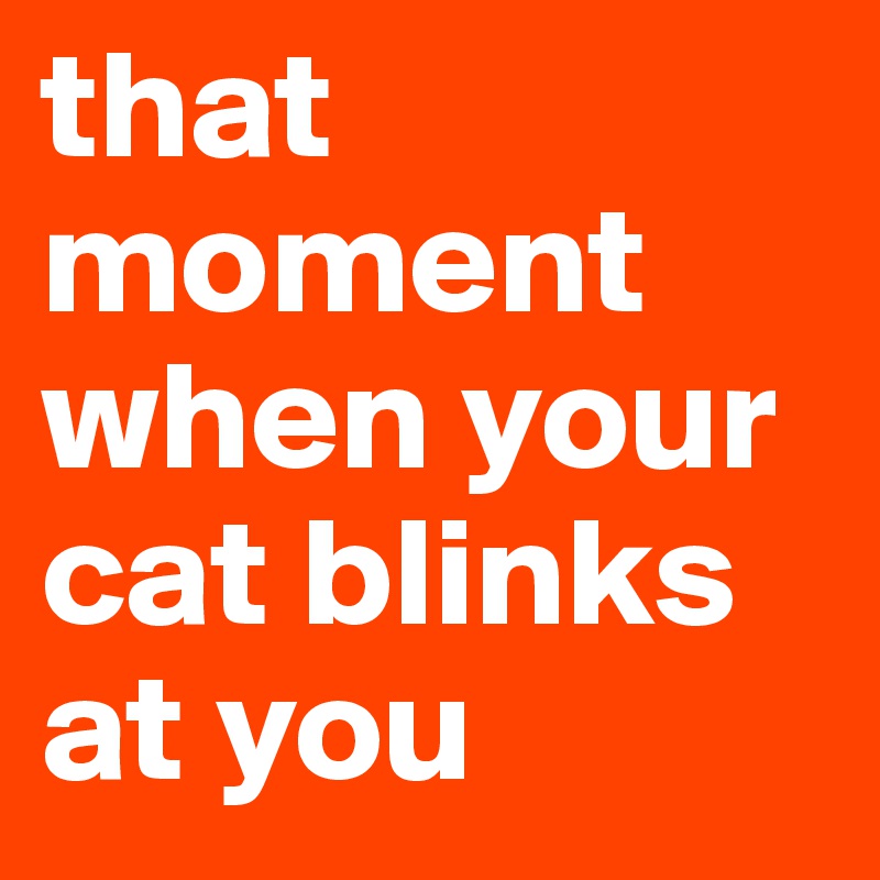 that moment when your cat blinks at you