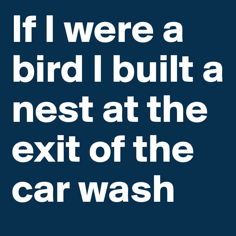 If I were a bird I built a nest at the exit of the car wash