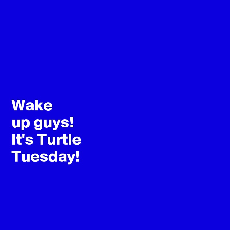 




Wake 
up guys! 
It's Turtle 
Tuesday!


