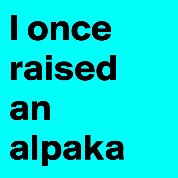 I once raised an alpaka