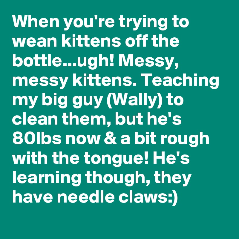 When you're trying to wean kittens off the bottle...ugh! Messy, messy kittens. Teaching my big guy (Wally) to clean them, but he's 80lbs now & a bit rough with the tongue! He's learning though, they have needle claws:)
