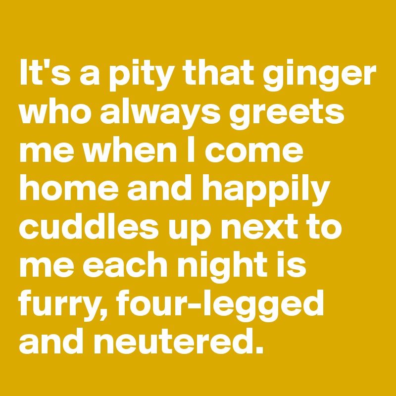 
It's a pity that ginger who always greets me when I come home and happily cuddles up next to me each night is furry, four-legged and neutered.