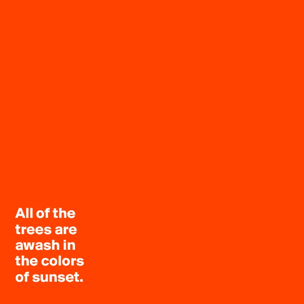











All of the
trees are
awash in
the colors
of sunset.