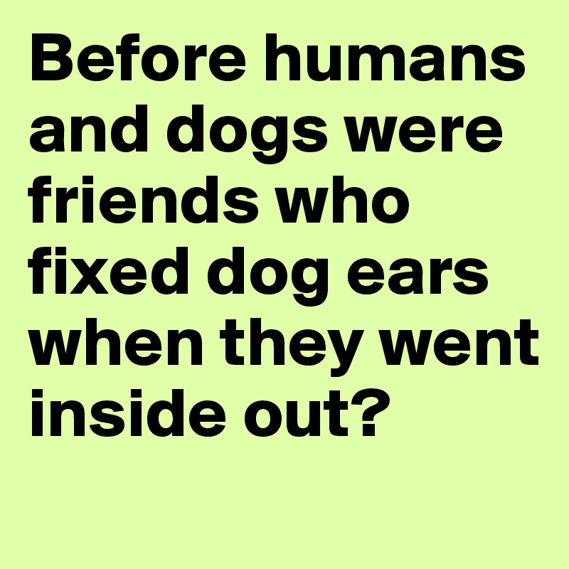 Before humans and dogs were friends who fixed dog ears when they went inside out?
