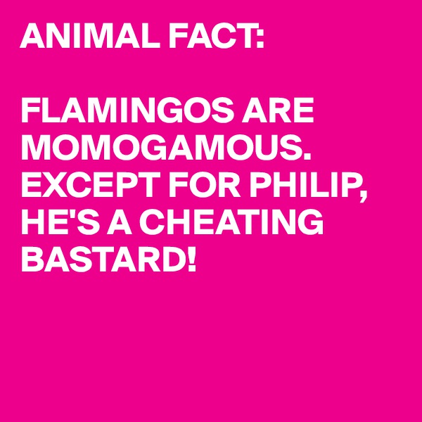 ANIMAL FACT:

FLAMINGOS ARE MOMOGAMOUS.
EXCEPT FOR PHILIP,
HE'S A CHEATING BASTARD!


