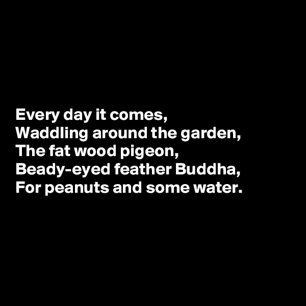 




Every day it comes,
Waddling around the garden,
The fat wood pigeon,
Beady-eyed feather Buddha,
For peanuts and some water.




