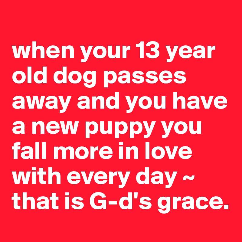 
when your 13 year old dog passes away and you have a new puppy you fall more in love with every day ~ that is G-d's grace.