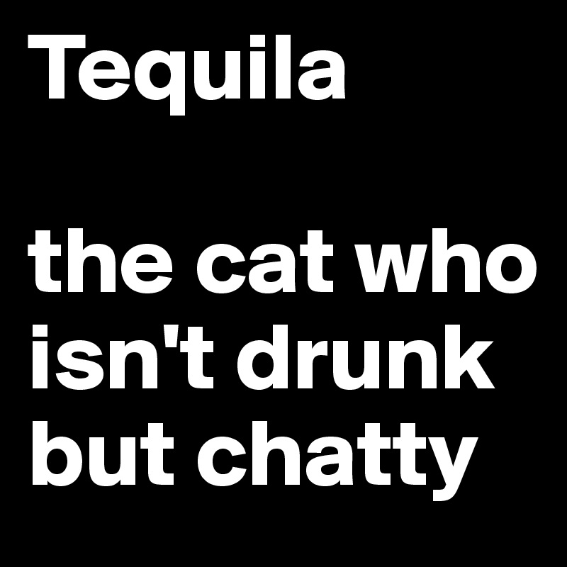 Tequila

the cat who isn't drunk but chatty