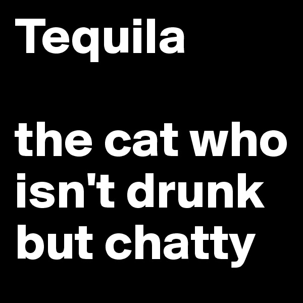 Tequila

the cat who isn't drunk but chatty