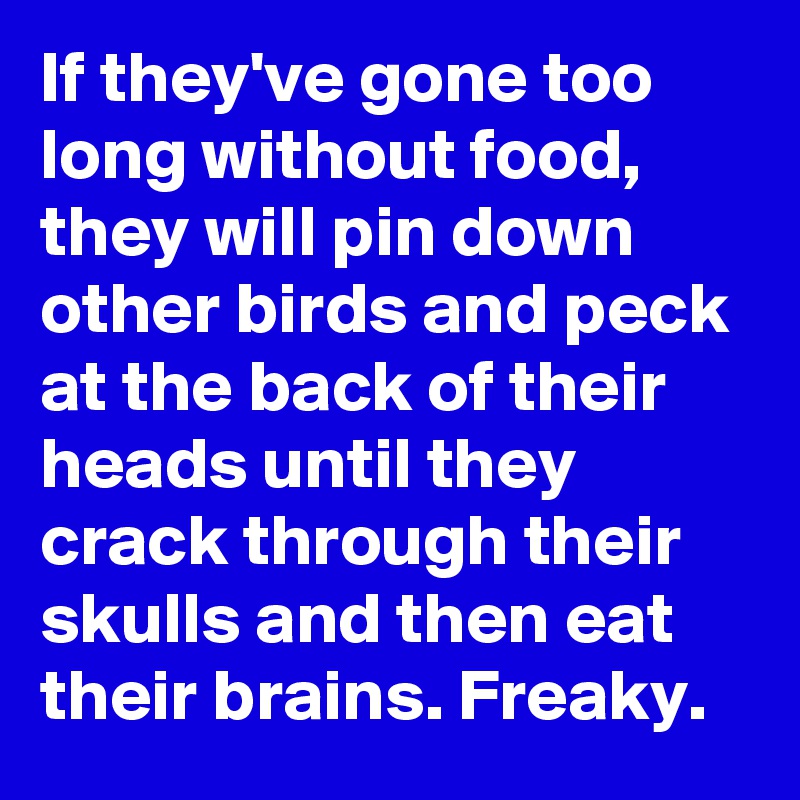 If they've gone too long without food, they will pin down other birds and peck at the back of their heads until they crack through their skulls and then eat their brains. Freaky.