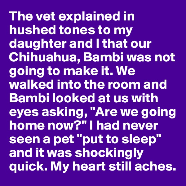 The vet explained in hushed tones to my daughter and I that our Chihuahua, Bambi was not going to make it. We walked into the room and Bambi looked at us with eyes asking, "Are we going home now?" I had never seen a pet "put to sleep" and it was shockingly quick. My heart still aches.