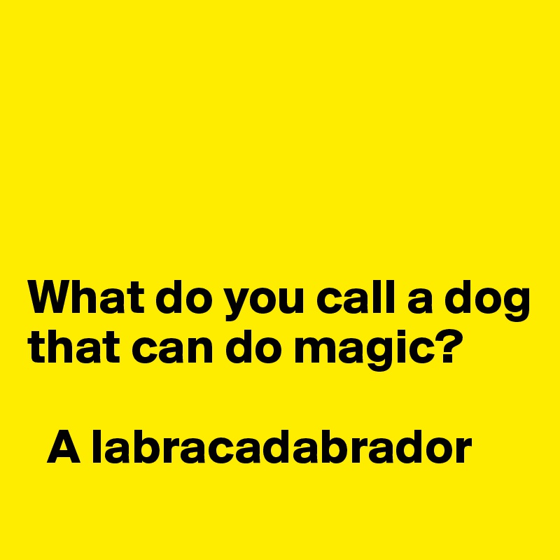 




What do you call a dog that can do magic?

  A labracadabrador