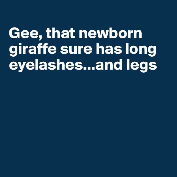 
Gee, that newborn giraffe sure has long eyelashes...and legs






