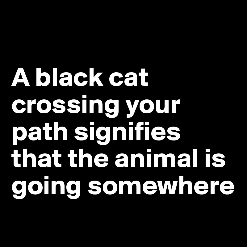 

A black cat crossing your path signifies that the animal is going somewhere
