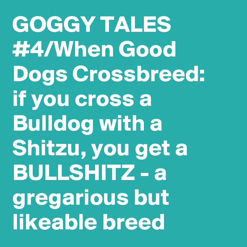 GOGGY TALES #4/When Good Dogs Crossbreed:   if you cross a Bulldog with a Shitzu, you get a BULLSHITZ - a gregarious but likeable breed