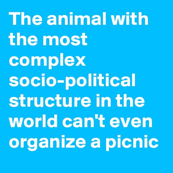 The animal with the most complex socio-political structure in the world can't even organize a picnic