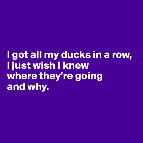 



I got all my ducks in a row, I just wish I knew 
where they're going 
and why.




