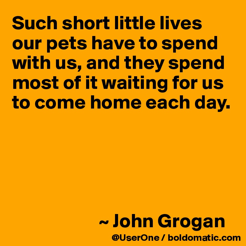 Such short little lives our pets have to spend with us, and they spend most of it waiting for us to come home each day.





                      ~ John Grogan