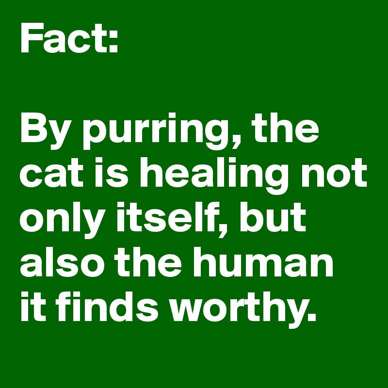 Fact:

By purring, the cat is healing not only itself, but also the human it finds worthy.