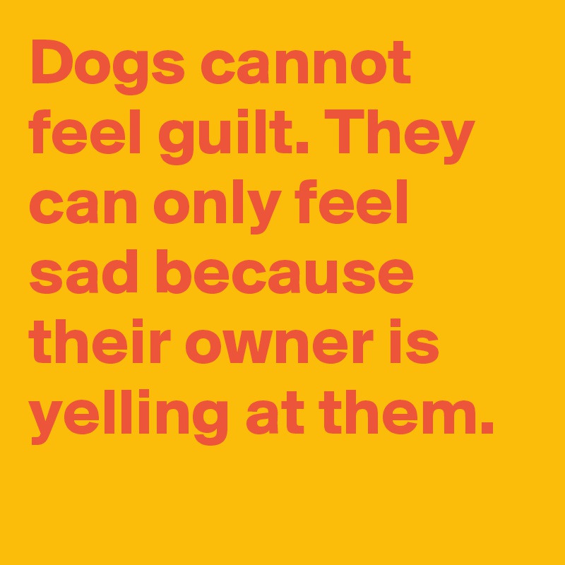 Dogs cannot feel guilt. They can only feel sad because their owner is yelling at them.