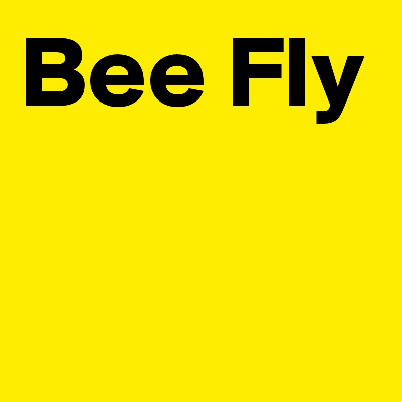 Bee Fly