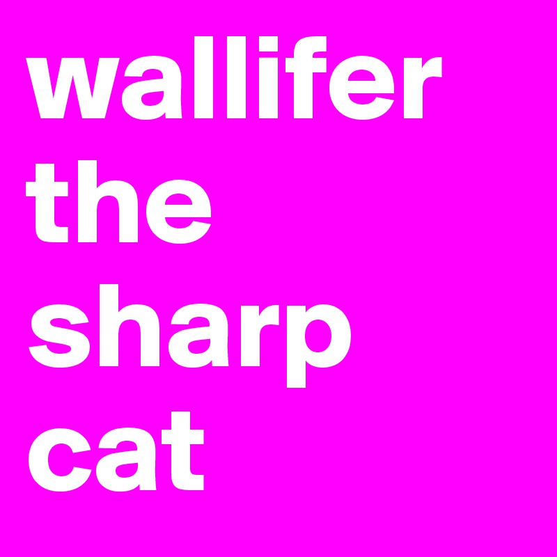 wallifer the sharp cat