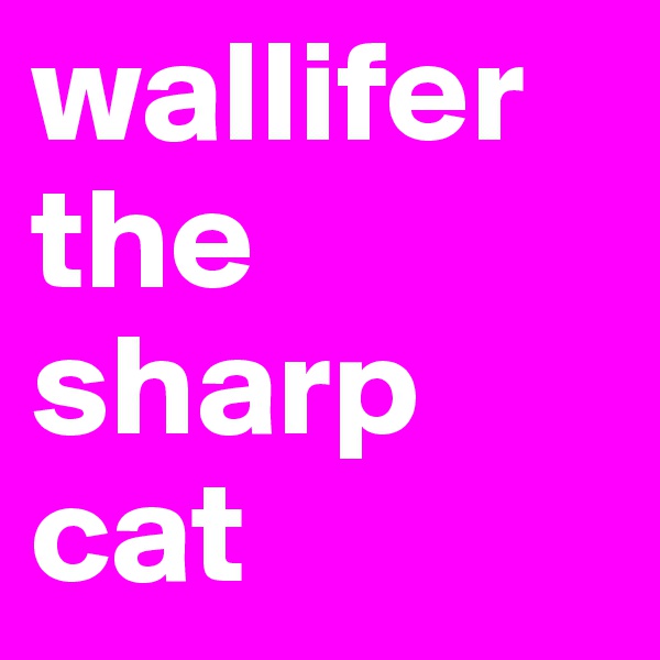 wallifer the sharp cat